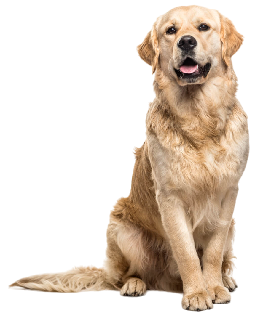 Mobile Groomer in Staten Island, NY and New Jersey